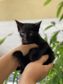 Blackie - Domestic Short Hair Cat