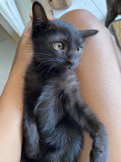 Blackie - Domestic Short Hair Cat