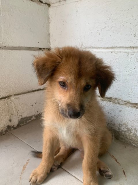 Coco, 2 Months Female Mixed Breed Puppy - Mixed Breed Dog