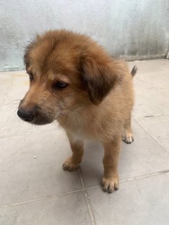 Coco, 2 Months Female Mixed Breed Puppy - Mixed Breed Dog