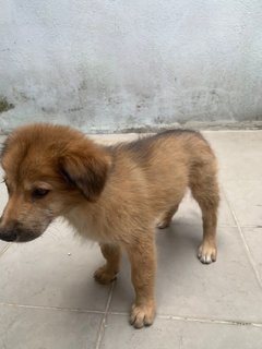 Coco, 2 Months Female Mixed Breed Puppy - Mixed Breed Dog