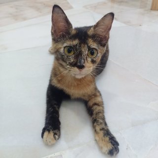 Pebble - Tortoiseshell + Domestic Medium Hair Cat