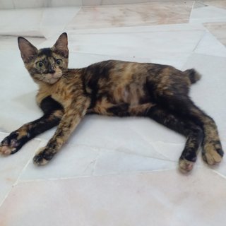 Pebble - Tortoiseshell + Domestic Medium Hair Cat