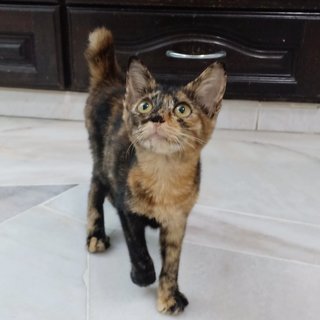 Pebble - Tortoiseshell + Domestic Medium Hair Cat