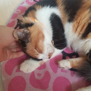 Gentle Lady Monifa  - Calico Cat