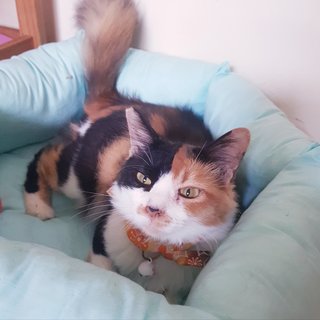 Gentle Lady Monifa  - Calico Cat