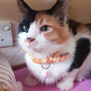 Gentle Lady Monifa  - Calico Cat