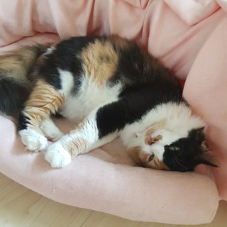 Gentle Lady Monifa  - Calico Cat