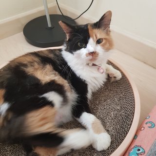 Gentle Lady Monifa  - Calico Cat