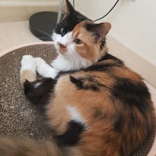 Gentle Lady Monifa  - Calico Cat