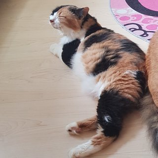 Gentle Lady Monifa  - Calico Cat