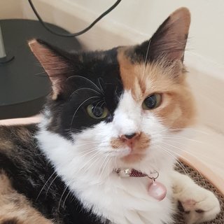 Gentle Lady Monifa  - Calico Cat