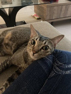 Haru - Abyssinian + Domestic Short Hair Cat