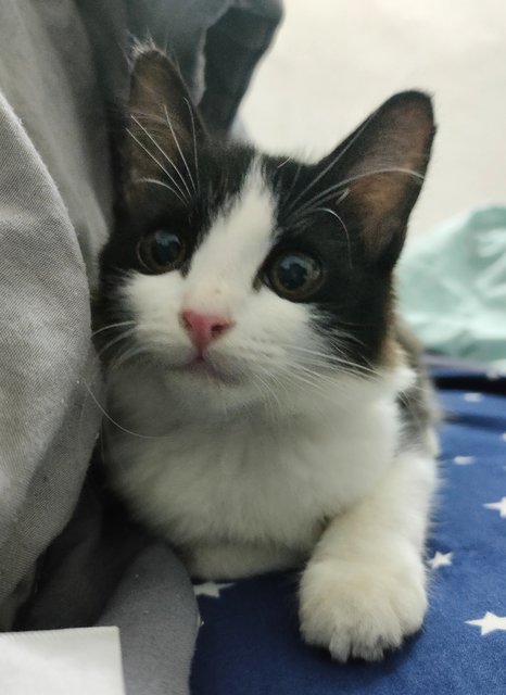 Patch - Domestic Long Hair Cat