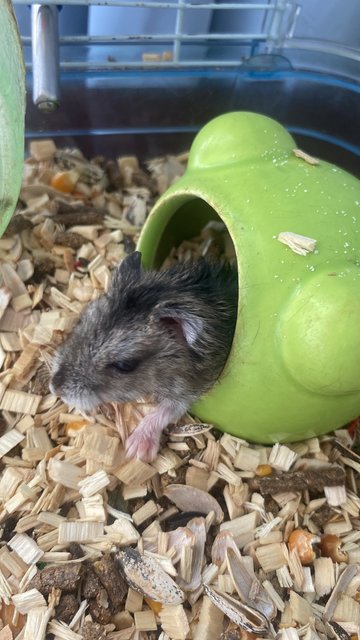 PF119977 - Short Dwarf Hamster Hamster