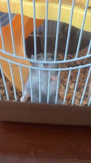 PF119977 - Short Dwarf Hamster Hamster