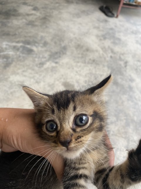 Trio Babiess  - Domestic Short Hair Cat