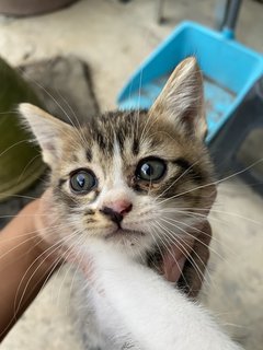 Trio Babiess  - Domestic Short Hair Cat