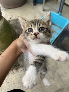 Trio Babiess  - Domestic Short Hair Cat