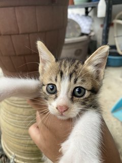 Trio Babiess  - Domestic Short Hair Cat