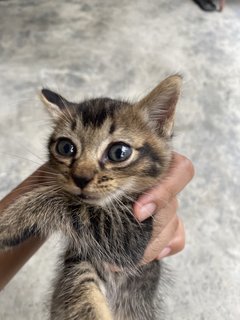 Trio Babiess  - Domestic Short Hair Cat