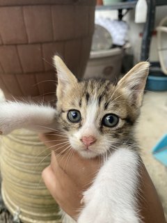 Trio Babiess  - Domestic Short Hair Cat