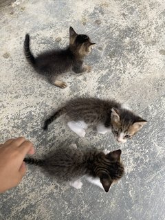 Trio Babiess  - Domestic Short Hair Cat