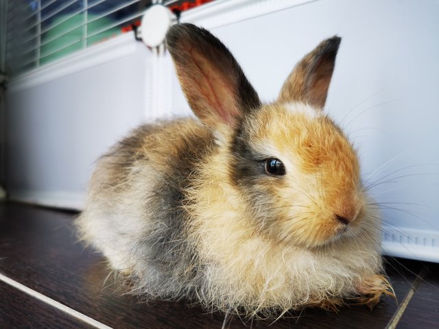 Xiaoye - Angora Rabbit + Rex Rabbit