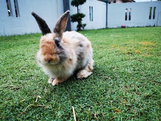 Xiaoye - Angora Rabbit + Rex Rabbit