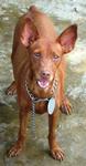 Old: Tag 124 - Adopted - Miniature Pinscher Dog