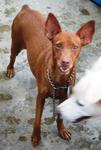 Old: Tag 124 - Adopted - Miniature Pinscher Dog