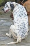 Old: Tag 133 - Dalmatian Dog