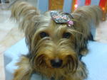 Honey - Australian Terrier Dog