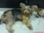 Honey - Australian Terrier Dog