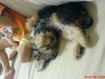 Honey - Australian Terrier Dog