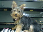 Honey - Australian Terrier Dog