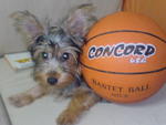 Honey - Australian Terrier Dog