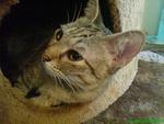 Nisha  - Domestic Short Hair Cat