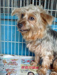 Wang Wang - Silky Terrier Dog