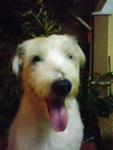 Pongo - Wheaten Terrier Dog