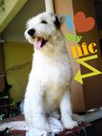 Pongo - Wheaten Terrier Dog