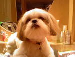 Teddy - Shih Tzu Dog