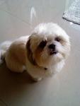 Teddy - Shih Tzu Dog