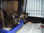 Dusty And Lusty - Domestic Short Hair Cat