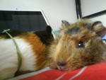 Kochi And Nichi - Guinea Pig Small & Furry