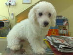 Small Small - Poodle Dog