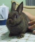 Nd Chestnut And Choc Grey Otter - Netherland Dwarf Rabbit