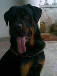 Boy Boy - Rottweiler Dog