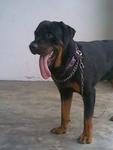 Boy Boy - Rottweiler Dog