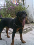 Boy Boy - Rottweiler Dog